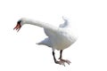 Isolated a mute swan cygnus olor Royalty Free Stock Photo