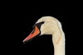 Isolated mute swan portrait Royalty Free Stock Photo