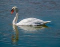 Isolated Mute Swan swimming in a lake Royalty Free Stock Photo