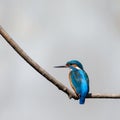 Isolated male kingfisher alcedo atthis sitting on branch Royalty Free Stock Photo