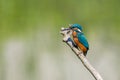 Isolated male kingfisher alcedo atthis standing on branch Royalty Free Stock Photo