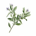 Isolated natural sage plant illustration using watercolor Royalty Free Stock Photo