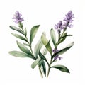 Isolated natural sage plant illustration using watercolor Royalty Free Stock Photo