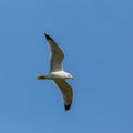 Isolated yellow-legged gull larus michahellis in flight, blue sky Royalty Free Stock Photo