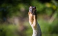 Isolated neck and head of angry goose screaming Royalty Free Stock Photo