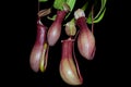 Isolated nepenthes plant (black background)