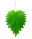 Isolated nettle leaf Royalty Free Stock Photo