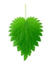 Isolated nettle leaf