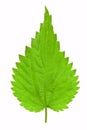 Isolated nettle leaf