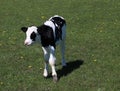 Young little Holstein bull calf waling in the meadow