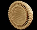Isolated Niosomes are the microscopic lamellar structures