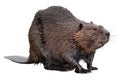 Isolated North American Beaver Royalty Free Stock Photo