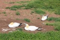 Isolated northern gannets nesting Royalty Free Stock Photo