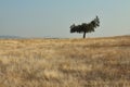 An isolated oak tree in the meadow with three vultures perched on its branches