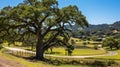 Isolated oak tree standing alone in the lush green meadow against a backdrop of vibrant blue sky Royalty Free Stock Photo