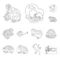 Isolated object of amphibian and animal logo. Set of amphibian and nature vector icon for stock. Royalty Free Stock Photo