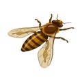 Isolated object of bumblebee and wild icon. Set of bumblebee and biology stock symbol for web.