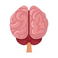 Isolated object of cerebrum and hemisphere icon. Graphic of cerebrum and gyri stock vector illustration.