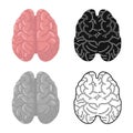 Isolated object of cerebrum and hemisphere sign. Graphic of cerebrum and gyri vector icon for stock.