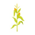 Isolated object of corn and stalk logo. Set of corn and field stock vector illustration. Royalty Free Stock Photo
