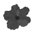 Isolated object of hibiscus and rose logo. Graphic of hibiscus and flower vector icon for stock. Royalty Free Stock Photo