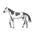 Isolated object of horse and dapple symbol. Set of horse and fauna vector icon for stock.
