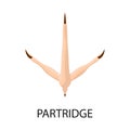 Isolated object of partridge and trail sign. Collection of partridge and quail vector icon for stock. Royalty Free Stock Photo