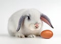 Isolated object shot of a cute white baby bunny rabbit next to a brown chicken egg on a white background. Royalty Free Stock Photo