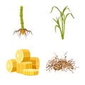 Isolated object of sugarcane and plant icon. Set of sugarcane and organic stock symbol for web.