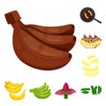 Isolated object of tropical and ripe logo. Collection of tropical and potassium vector icon for stock.