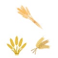 Isolated object of wheat and stalk symbol. Set of wheat and grain stock symbol for web.