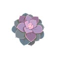 Isolated oil painted Echeveria Pearl von Nurnberg in Flat design style, vector Succulent Echeveria on white isolated background,
