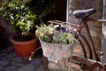 Isolated old bike with plants and flowers in the basket Royalty Free Stock Photo