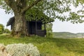 An isolated old log hut in the shadow of a oak tree in Switzerland Royalty Free Stock Photo