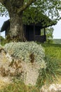 An isolated old log hut in the shadow of a oak tree in Switzerland Royalty Free Stock Photo