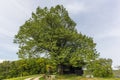 An isolated old log hut in the shadow of a oak tree in Switzerland Royalty Free Stock Photo