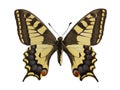 Isolated old world swallowtail butterfly Royalty Free Stock Photo