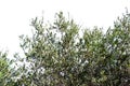 Isolated Olive Tree Branch with and Olives Royalty Free Stock Photo