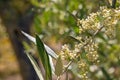 Isolated olive tree flowers in bloom Royalty Free Stock Photo