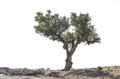 Isolated olive tree Royalty Free Stock Photo