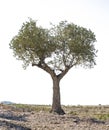 Isolated olive tree Royalty Free Stock Photo