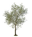 Isolated Olive tree on white background in spring. Cutout tree Royalty Free Stock Photo