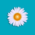 Isolated one camomile with shadow on top of a blue background.