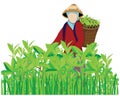 Isolated one woman harvest tea leaves vector design.