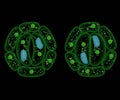 Isolated open and closed plant stoma, stomate or stomates