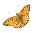 Isolated orange butterfly