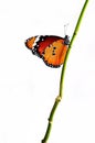 Isolated orange butterfly on a branch