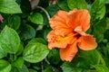 An isolated orange china rose flower with leaves