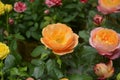 Isolated orange color rose blossoms Royalty Free Stock Photo