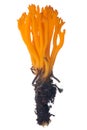 Isolated orange coral fungi Royalty Free Stock Photo